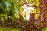 A glimpse of her majesty the tiger, Corbett National Park, Uttaranchal, India